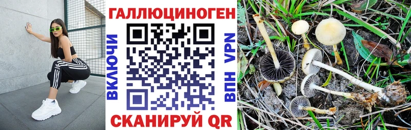 дарнет шоп  Сусуман  Псилоцибиновые грибы ЛСД 